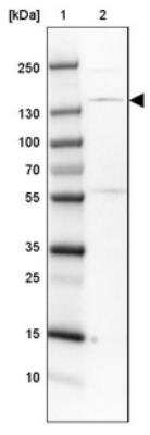 Western Blot: SMC3 Antibody [NBP1-88715] - Lane 1: Marker  [kDa] 250, 130, 100, 70, 55, 35, 25, 15, 10.  Lane 2: U-251 MG