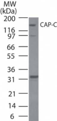 Western Blot: SMC4 Antibody [NB100-56395] - analysis of CAP-C in Ramos cell lysate using this antibody.