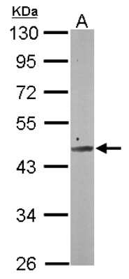Western Blot: SMCR7 Antibody [NBP2-20421] - Sample (50 ug of whole cell lysate) A: Mouse Brain, 10% SDS PAGE gel, diluted at 1:1000.