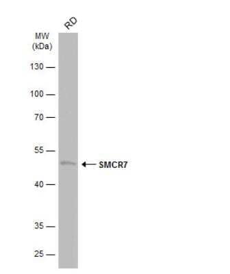 Western Blot: SMCR7 Antibody [NBP2-20421] - Whole cell extract (30 ug) was separated by 10% SDS-PAGE, and the membrane was blotted with SMCR7 antibody [C1C3] diluted at 1:1000. The HRP-conjugated anti-rabbit IgG antibody (NBP2-19301) was used to detect the primary antibody, and the signal was developed with Trident ECL plus-Enhanced.