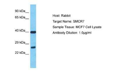 Western Blot: SMCR7 Antibody [NBP2-85779] - Host: Rabbit. Target Name: SMCR7. Sample Type: MCF7 Whole Cell lysates. Antibody Dilution: 1.0ug/ml