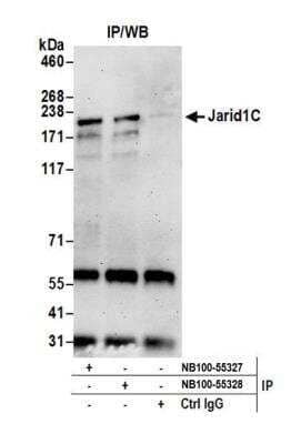 <b>Independent Antibodies Validation. </b>Immunoprecipitation: SMCX Antibody [NB100-55327] - Detection of human Jarid1C (SMCX) by western blot of immunoprecipitates. Samples: Whole cell lysate (0.5 or 1.0 mg per IP reaction; 20% of IP loaded) from HeLa cells prepared using NETN lysis buffer. Antibodies: Affinity purified rabbit anti-Jarid1C antibody NB100-55327 used for IP at 6 ug per reaction. Jarid1C was also immunoprecipitated by rabbit anti-Jarid1C antibody NB100-55328. For blotting immunoprecipitated Jarid1C, NB100-55327 was used at 0.4 ug/ml. Detection: Chemiluminescence with an exposure time of 3 minutes.