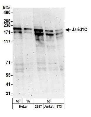 Western Blot: SMCX Antibody [NB100-55327] - Detection of Human and Mouse Jarid1C by Western Blot. Samples: Whole cell lysate (50, 15 ug) from HeLa and (50 ug) from 293T, Jurkat, and mouse NIH3T3 cells prepared using NETN lysis buffer. Antibody: Affinity purified rabbit anti-Jarid1C antibody NB100-55327 used for WB at 0.04 ug/ml. Detection: Chemiluminescence with an exposure time of 3 minutes.