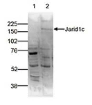 Western Blot: SMCX Antibody [NBP3-18659] - Figure 2. Western blot analysis using the antibody directed against SMCX Nuclear extracts of HeLa cells (40 ug) were analysed by Western blot using the antibody against SMCX and with the preimmune serum (lane 1) diluted 1:1,000 in TBS-Tween containing 5% skimmed milk. The position of the protein of interest is indicated on the right (expected size: 175 kDa); the marker (in kDa) is shown on the left. Figure 2 shows that the additional bands at approximately 55 and 80 kDa are also present in the preimmune serum.