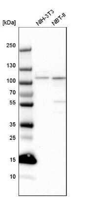 Western Blot: SMEK2 Antibody [NBP1-83882] - Analysis in mouse cell line NIH-3T3 and rat cell line NBT-II.