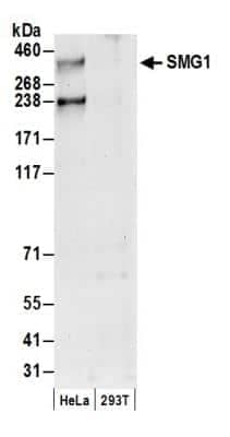 Western Blot: SMG1 Antibody [NB100-2320] - Detection of Human SMG1 by Western Blot. Samples: Whole cell lysate (50 ug) from HeLa and 293T cells prepared using NETN lysis buffer. Antibody: Affinity purified rabbit anti-SMG1 antibody NB100-2320 used for WB at 0.1 ug/ml. Detection: Chemiluminescence with an exposure time of 30 seconds.