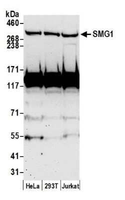 Western Blot: SMG1 Antibody [NB100-2321] - Detection of human SMG1 by western blot. Samples: Whole cell lysate (50 ug) from HeLa, HEK293T, and Jurkat cells prepared using NETN lysis buffer. Antibody: Affinity purified rabbit anti-SMG1 antibody NB100-2321 used for WB at 0.4 ug/ml. Detection: Chemiluminescence with an exposure time of 75 seconds.