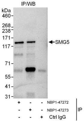 Immunoprecipitation: SMG5 Antibody [NBP1-47272] - Samples:  Whole cell lysate (1 mg for IP, 20% of IP loaded) from Jurkat cells.   Antibodies: Affinity purified rabbit anti-SMG5 antibody NBP1-47272 used for IP at 3 ug/mg lysate.  SMG5 was also immunoprecipitated by rabbit anti-SMG5 antibody NBP1-47273, which recognizes a downstream epitope.  For blotting immunoprecipitated SMG5, NBP1-47273 was used at 1 ug/ml. Detection: Chemiluminescence with an exposure time of 10 seconds.