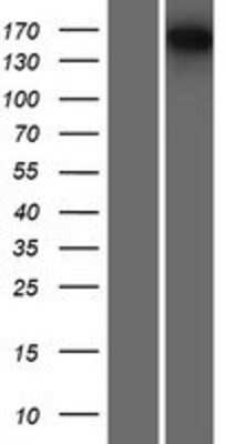 Western Blot: SMG6 Overexpression Lysate (Adult Normal) [NBP2-06966] Left-Empty vector transfected control cell lysate (HEK293 cell lysate); Right -Over-expression Lysate for SMG6.