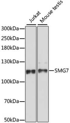 Western Blot: SMG7 Antibody [NBP2-94721] - Analysis of extracts of various cell lines, using SMG7 at 1:1000 dilution. Secondary antibody: HRP Goat Anti-Rabbit IgG (H+L) at 1:10000 dilution. Lysates/proteins: 25ug per lane. Blocking buffer: 3% nonfat dry milk in TBST. Detection: ECL Basic Kit . Exposure time: 90s.