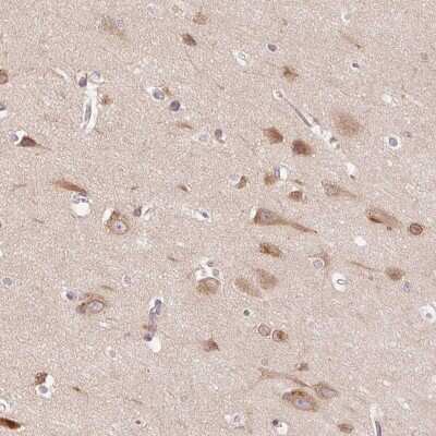 Immunohistochemistry-Paraffin: SMIM13 Antibody [NBP2-38074] - Staining of human cerebral cortex shows high expression.
