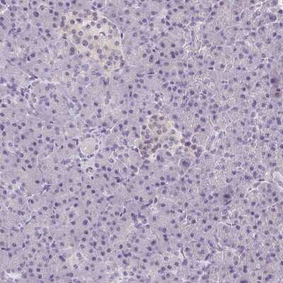 Immunohistochemistry-Paraffin: SMIM13 Antibody [NBP2-38074] - Staining of human pancreas shows low expression as expected.
