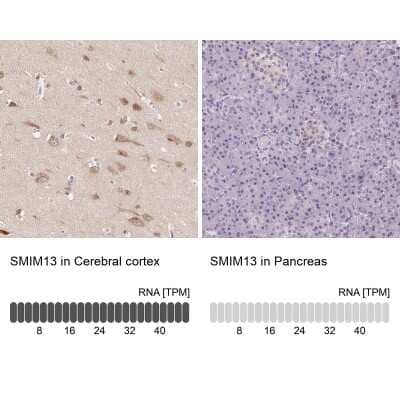 Immunohistochemistry-Paraffin: SMIM13 Antibody [NBP2-38074] - Staining in human cerebral cortex and pancreas tissues using anti-SMIM13 antibody. Corresponding SMIM13 RNA-seq data are presented for the same tissues.