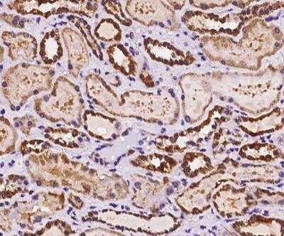 Immunohistochemistry-Paraffin: SMIM4 Antibody [NBP2-98129] - Staining of human SMIM4 Antibody in human kidney with rabbit polyclonal antibody at 1:100 dilution.