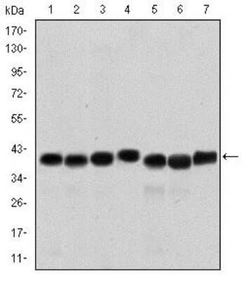 Western Blot: SMN Antibody (2F1) [NBP2-37595] - Western blot analysis using SMN1 mouse mAb against HepG2 (1), Hela (2), K562 (3), Jurkat (4), SKBR-3 (5), A431 (6) and Cos7 (7) cell lysate.