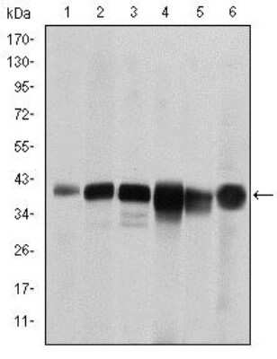 Western Blot: SMN Antibody (5H1) [NBP2-37594] - Western blot analysis using SMN1 mouse mAb against RAJI (1), Cos7 (2), Jurkat (3), K562 (4), Hela (5) and HepG2 (6) cell lysate.
