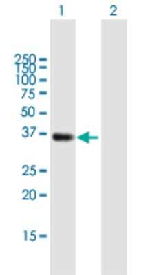 Western Blot: SMN2 Antibody [H00006607-B02P] - Analysis of SMN2 expression in transfected 293T cell line by SMN2 polyclonal antibody.  Lane 1: SMN2 transfected lysate(32.34 KDa). Lane 2: Non-transfected lysate.
