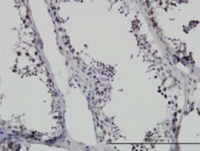 Immunohistochemistry-Paraffin: SMNDC1 Antibody (2B9) [H00010285-M01] - Analysis of monoclonal antibody to SMNDC1 on formalin-fixed paraffin-embedded human testis. Antibody concentration 6 ug/ml.