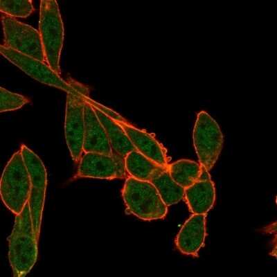 Immunocytochemistry/Immunofluorescence: SMNDC1 Antibody (PCRP-SMNDC1-1A9) [NBP3-07233] - Immunofluorescence Analysis of PFA-fixed HeLa cells using SMNDC1 Mouse Monoclonal Antibody (PCRP-SMNDC1-1A9) followed by goat anti- Mouse IgG-CF488 (green). CF640A phalloidin (red).