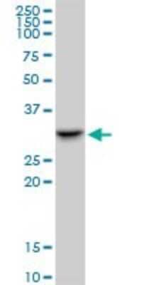 Western Blot: SMNDC1 Antibody [H00010285-B01P] - Analysis of SMNDC1 expression in Raw 264.7.