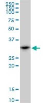 Western Blot: SMNDC1 Antibody [H00010285-B01P] - Analysis of SMNDC1 expression in NIH/3T3.