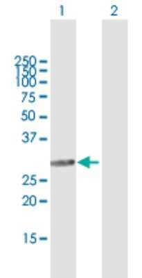 Western Blot: SMNDC1 Antibody [H00010285-B01P] - Analysis of SMNDC1 expression in transfected 293T cell line by SMNDC1 polyclonal antibody.  Lane 1: SMNDC1 transfected lysate(26.18 KDa). Lane 2: Non-transfected lysate.