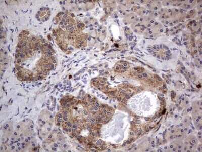 Immunohistochemistry: SMPD1 Antibody (OTI3H7) - Azide and BSA Free [NBP2-74240] - Analysis of Human pancreas tissue. (Heat-induced epitope retrieval by 1 mM EDTA in 10mM Tris, pH8.5, 120C for 3min)