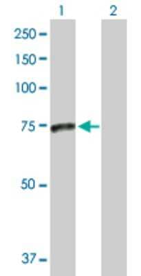 Western Blot: SMPD3/NSMase2 Antibody [H00055512-D01P] - Analysis of SMPD3 expression in transfected 293T cell line by SMPD3 polyclonal antibody.Lane 1: SMPD3 transfected lysate(71.10 KDa).Lane 2: Non-transfected lysate.