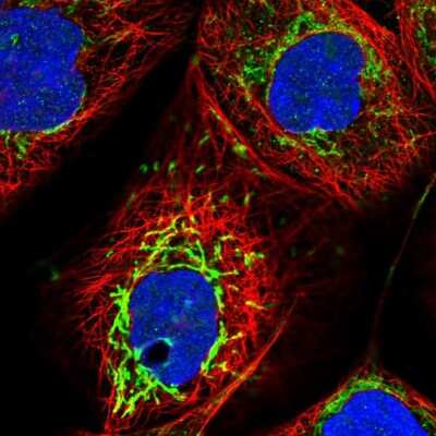 Immunocytochemistry/ Immunofluorescence SMPDL3A Antibody - BSA Free