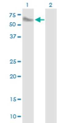 Western Blot: SMPDL3A Antibody [H00010924-B01P] - Analysis of SMPDL3A expression in transfected 293T cell line by SMPDL3A polyclonal antibody.  Lane 1: SMPDL3A transfected lysate(49.83 KDa). Lane 2: Non-transfected lysate.