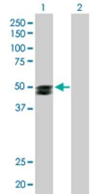 Western Blot SMPDL3B Antibody - Azide and BSA Free