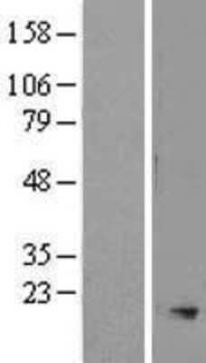 Western Blot: SMR3A Overexpression Lysate (Adult Normal) [NBL1-16254] Left-Empty vector transfected control cell lysate (HEK293 cell lysate); Right -Over-expression Lysate for SMR3A.