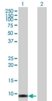 Western Blot: SMR3B Antibody [H00010879-B01P] - Analysis of SMR3B expression in transfected 293T cell line by SMR3B polyclonal antibody.  Lane 1: SMR3B transfected lysate(8.69 KDa). Lane 2: Non-transfected lysate.