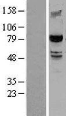 Western Blot SMURF2 Overexpression Lysate