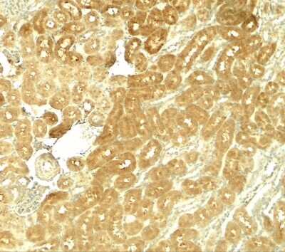 Immunohistochemistry-Paraffin: SMURF1 Antibody [NBP2-41297] - Rat kidney tissue with SMURF1 antibody at 5 ug/ml.