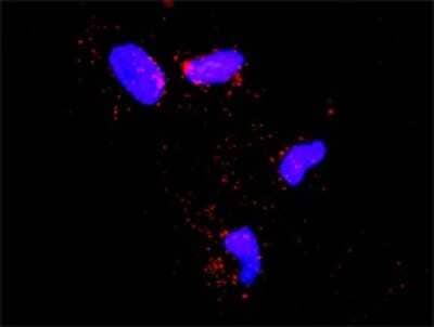 Proximity Ligation Assay: SMURF1 Antibody [H00057154-D01P] - Analysis of protein-protein interactions between SMURF1 and ECSIT. HeLa cells were stained with anti-SMURF1 rabbit purified polyclonal 1:1200 and anti-ECSIT mouse monoclonal antibody 1:50. Each red dot represents the detection of protein-protein interaction complex, and nuclei were counterstained with DAPI (blue).