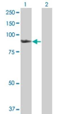 Western Blot: SMURF1 Antibody [H00057154-D01P] - Analysis of SMURF1 expression in transfected 293T cell line by SMURF1 polyclonal antibody.Lane 1: SMURF1 transfected lysate(83.40 KDa).Lane 2: Non-transfected lysate.