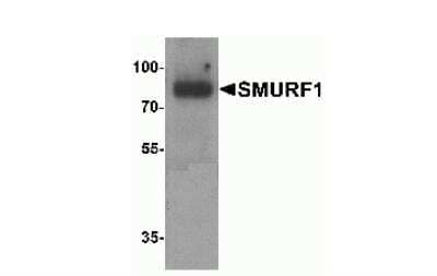 Western Blot SMURF1 Antibody - BSA Free