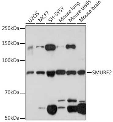 Western Blot SMURF2 Antibody (8O7F0)