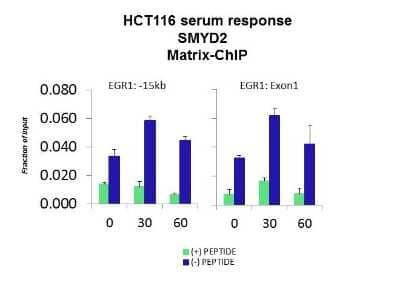 Chromatin Immunoprecipitation: SMYD2 Antibody [NBP3-09280] - Quiescent human colon carcinoma HCT116 cultures were treated with 10% FBS for three time points (0, 15, 30min) or (0, 30, 60min) were used in Matrix-ChIP and real-time PCR assays at EGR1 gene (Exon1) and 15kb upstream site.