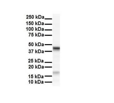 Western Blot: SMYD5 Antibody [NBP2-88318] - WB Suggested Anti-SMYD5 antibody Titration: 1 ug/mL. Sample Type: Human HepG2