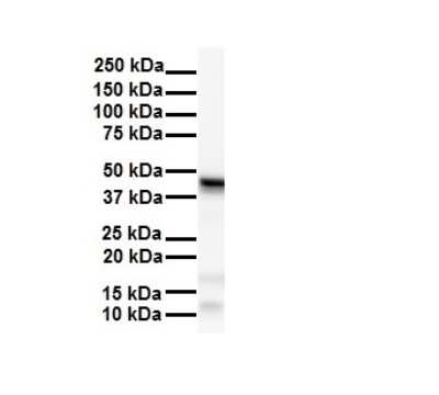 Western Blot: SMYD5 Antibody [NBP2-88318] - WB Suggested Anti-SMYD5 antibody Titration: 1 ug/mL. Sample Type: Human Hela