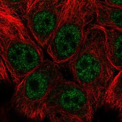 Immunocytochemistry/Immunofluorescence: SNAI3 Antibody [NBP2-58845] - Staining of human cell line MCF7 shows localization to nucleoplasm.