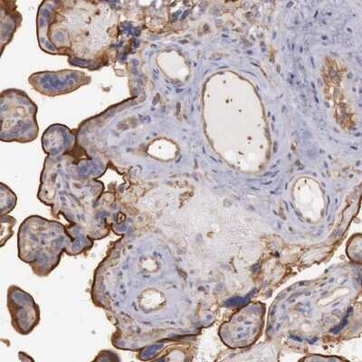 Immunohistochemistry-Paraffin: SNAP23 Antibody [NBP1-83162] - Staining of human placenta shows strong membranous positivity in trophoblastic cells.