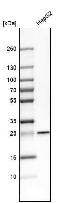 Western Blot: SNAP23 Antibody [NBP1-83162] - Analysis in human cell line HepG2.