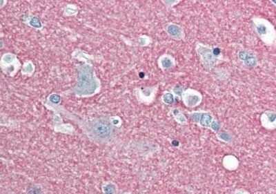 Immunohistochemistry-Paraffin: SNAP25 Antibody (3H2886) [NBP1-40197] - Analysis of anti-SNAP25 antibody with human brain, cortex at concentration 5 ug/ml.