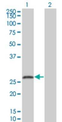 Western Blot: SNAP25 Antibody (4A3) [H00006616-M01] - Analysis of SNAP25 expression in transfected 293T cell line by SNAP25 monoclonal antibody (M01), clone 4A3.Lane 1: SNAP25 transfected lysate(23.315 KDa).Lane 2: Non-transfected lysate.