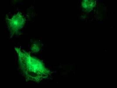 Immunocytochemistry/Immunofluorescence: SNAP25 Antibody (OTI4G5) - Azide and BSA Free [NBP2-74245] - Staining of COS7 cells transiently transfected by pCMV6-ENTRY SNAP25.