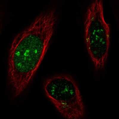 Immunocytochemistry/ Immunofluorescence SNAP43 Antibody - BSA Free