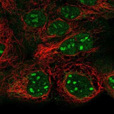 Immunocytochemistry/ Immunofluorescence SNAP43 Antibody - BSA Free